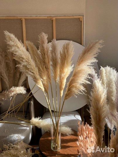 Кортадерия