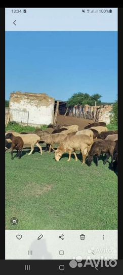 Овцы и телки на Курбан Байрам