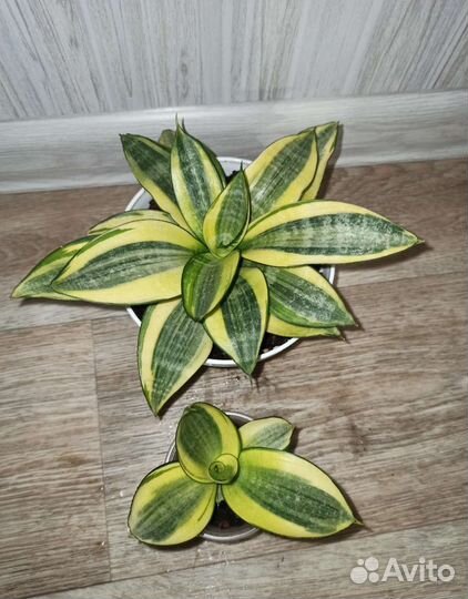 Сансевиерия Ханни Голд