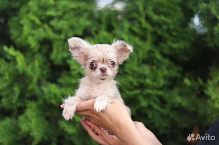 Мраморная девочка чихуахуа