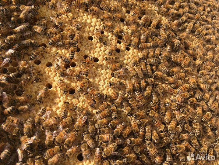 Продажа пчёл, Пчелопакеты бакфаст 2024, Отводки