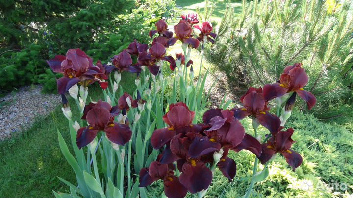 Ирисы