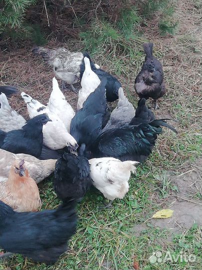 Куры Ухейилюй