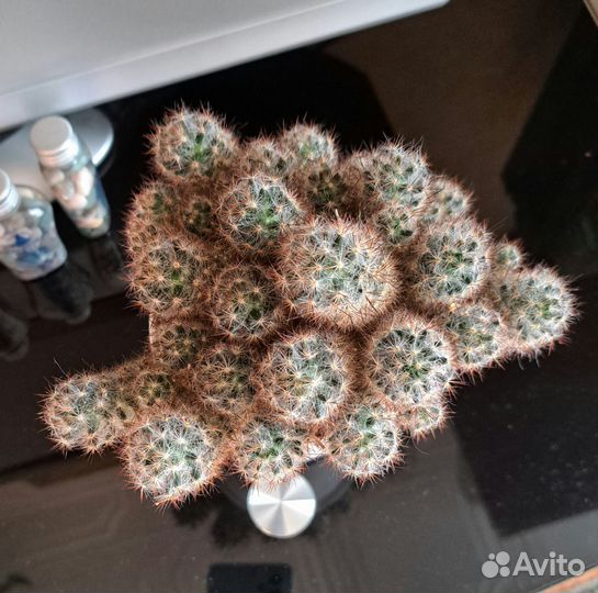 Кактус опунция