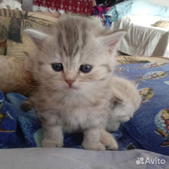 Шотландские котята
