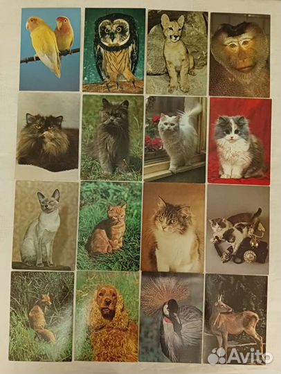 Советские открытки все чистые 10р за открытку