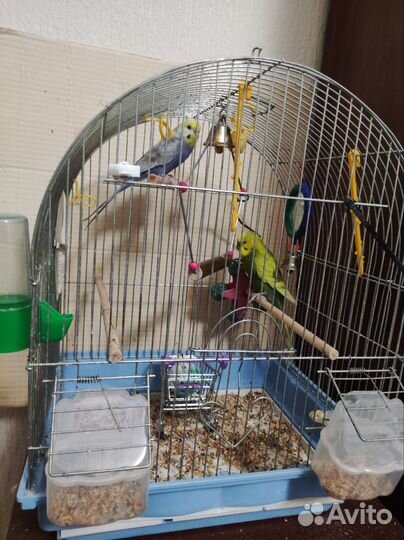 Волнистый попугай с клеткой