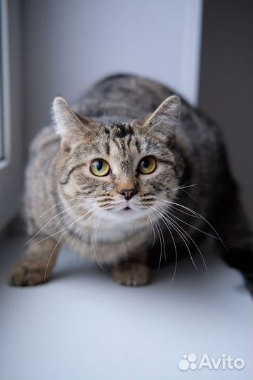 Кот