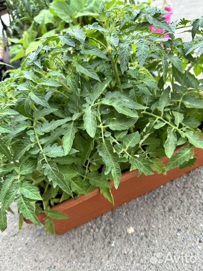 Рассада помидор