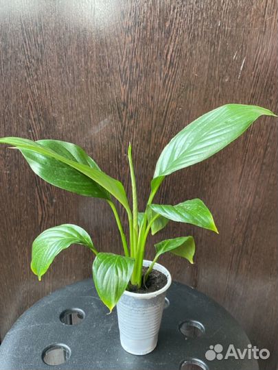 Спатифиллум Уоллиса