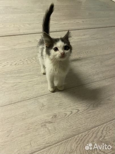 Котенок