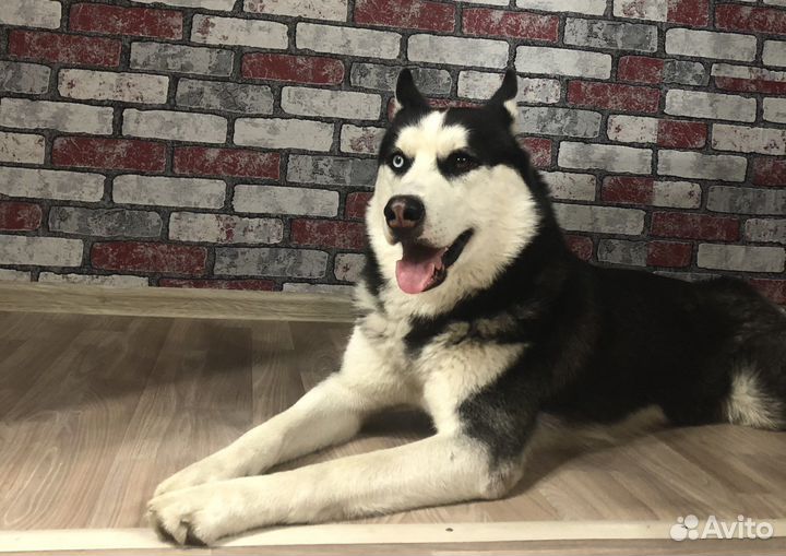 Сибирский хаски, вязка