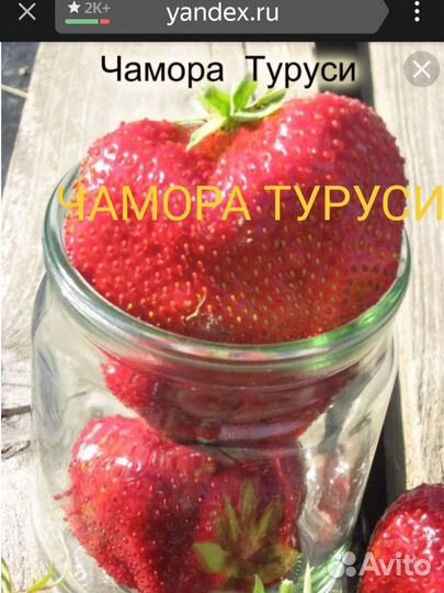 Саженцы крупноплодной земляники, малины, ежевики