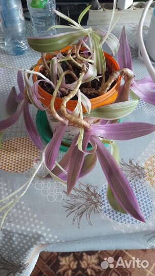 Традесканция разноцветная