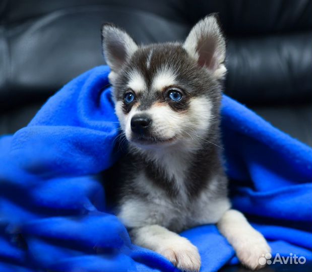 Щенок аляскинского кли кая (мини хаски)