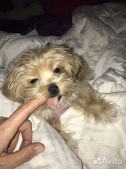 Семейная фотосессия с щенком мальтипу