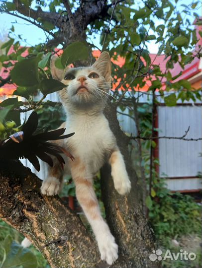 Вислоухие котята в добрые руки