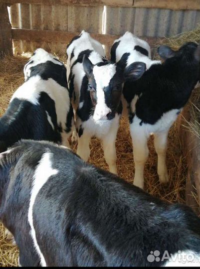 Продаем бычки и телочки