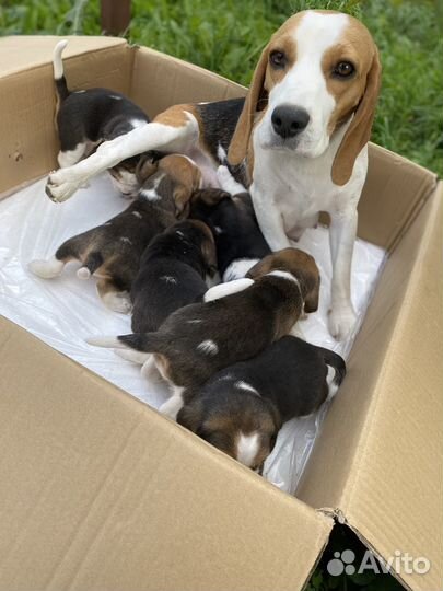 Щенки бигль
