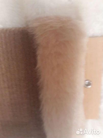 Когтеточка