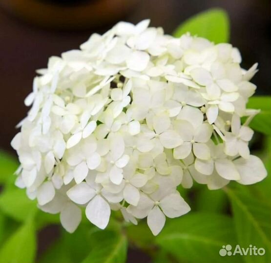 Букет ландышей, пионов, гладиолусов, хризантем