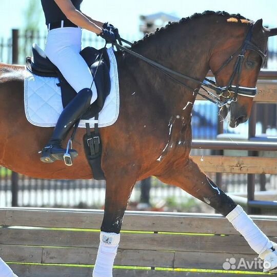 Занятия верховой ездой/выездка/берейтор