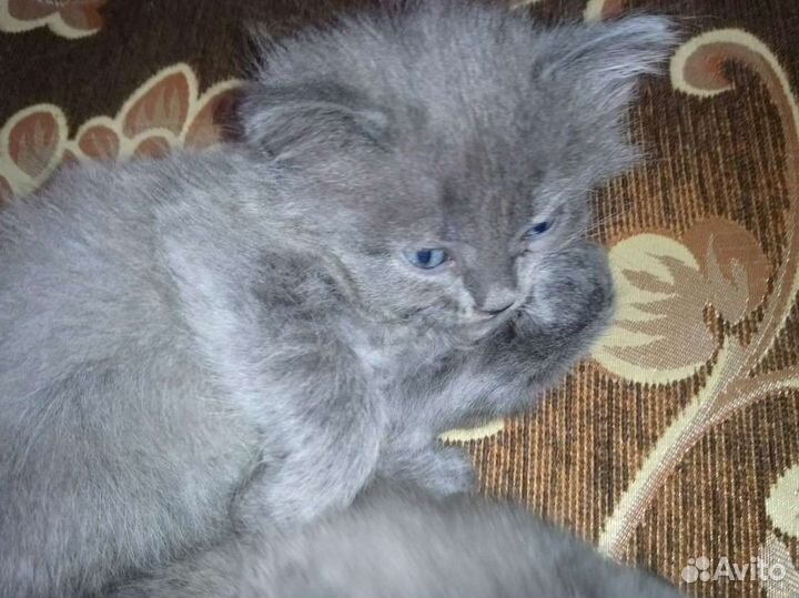 Котята бесплатно