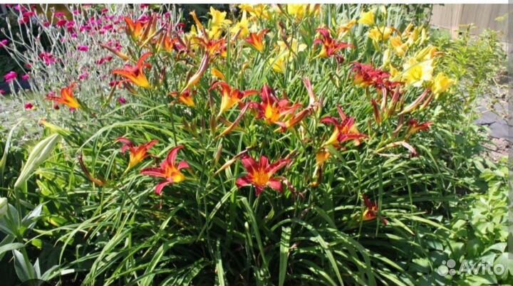 Лилейники сортовые