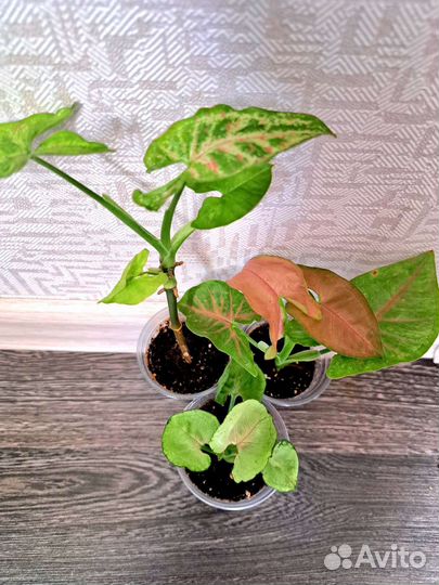 Сингониумы набор. Клубничный лед.Ветланда