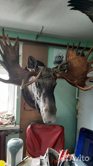 Чучело головы лося
