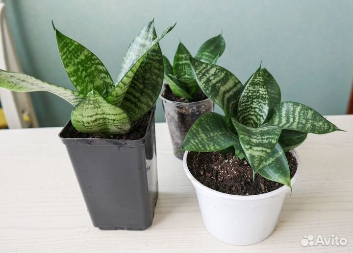 Сансевиерия Ханни