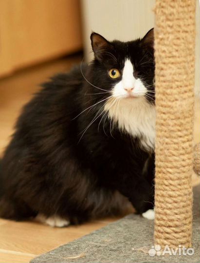 Пушинка 2 года