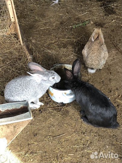 Кролики,поросята