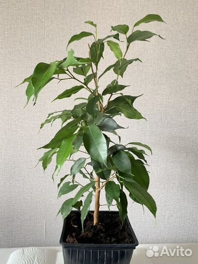 Фикус бенджамина