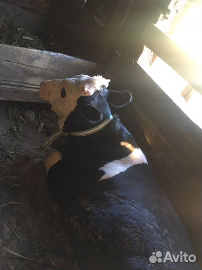 Бычки и быки на доращевание