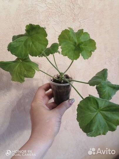 MillfieldRose, Apple Blossom Rosebud