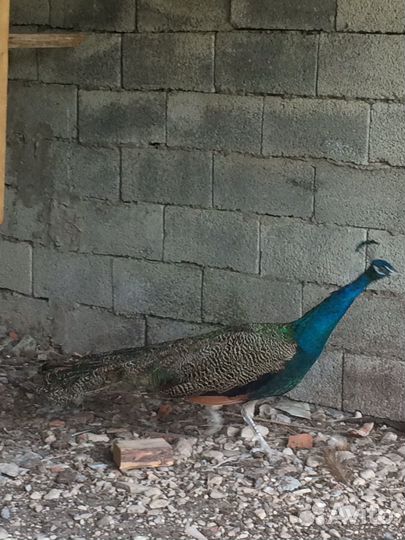 Павлин самец