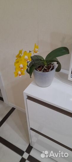 Орхидея фаленопсис