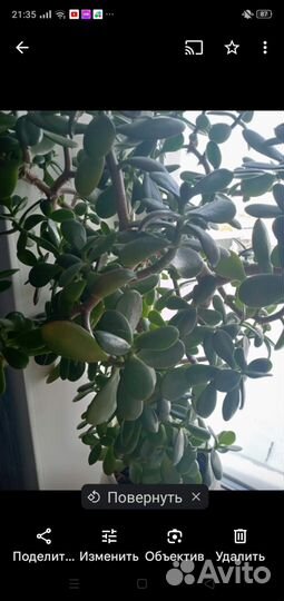 Денежное дерево толстянка крассула