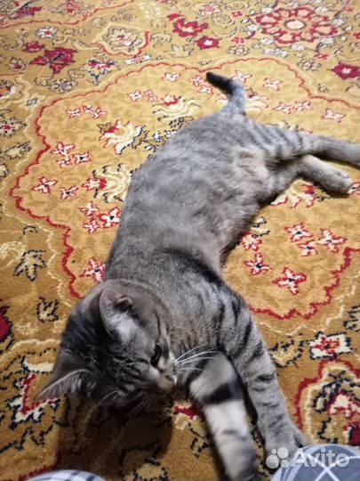 Котик Барсик в добрые руки