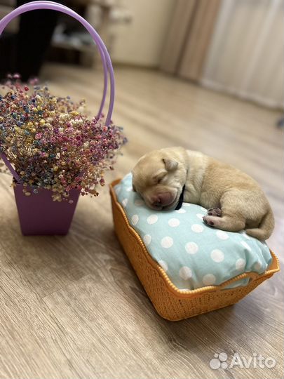 Лабро детки для резерва