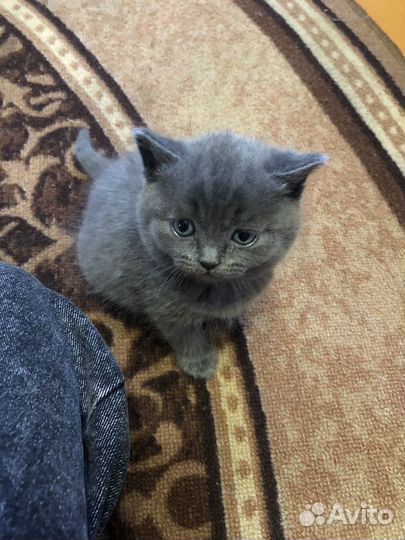Британские котята