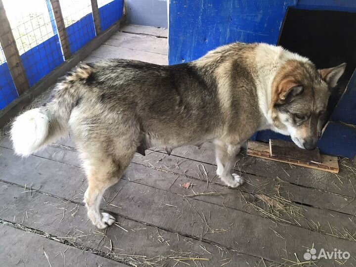 Продам щенят