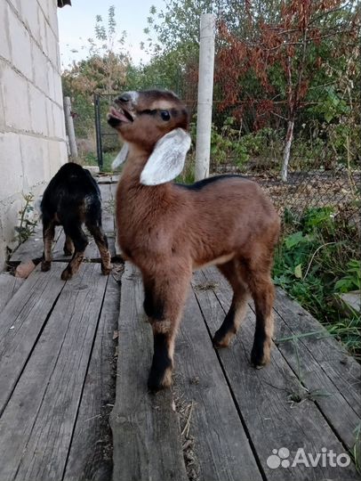 Коза нубийская