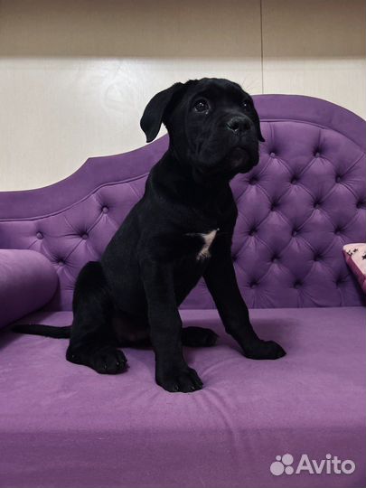 Щенок мальчик Кане Корсо