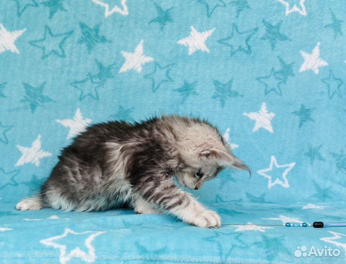 Мейн-кун котенок-кошка чёрный тикинг