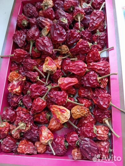 Перец острый без пикировки