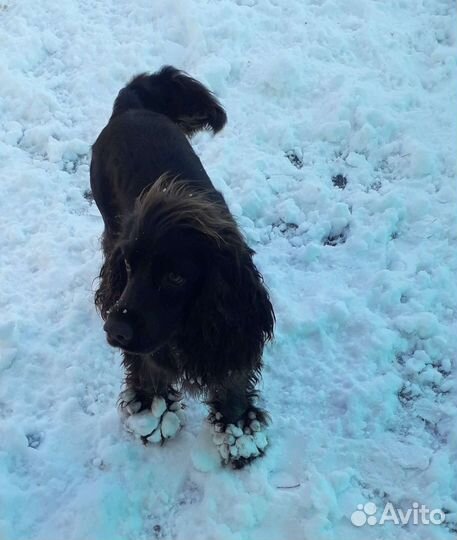 Кокер спаниель вязка