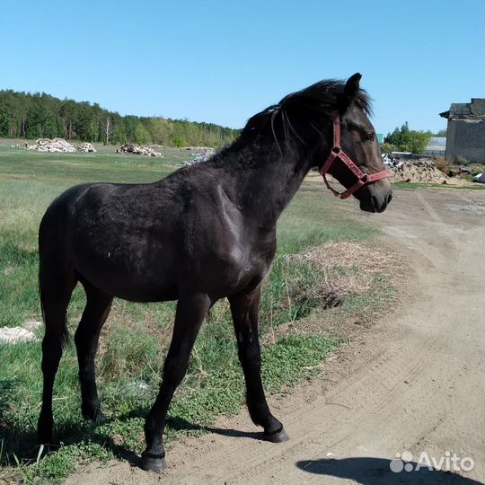Жеребец орловец