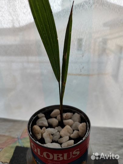 Пальма трахикарпус